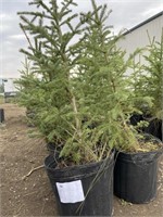 10- 3'-4' Potted Spruce Trees - Each - Strath