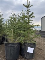 10- 3'-4' Potted Spruce Trees - Each - Strath