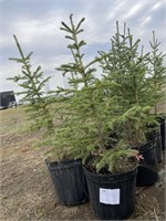 10- 3'-4' Potted Spruce Trees - Each - Strath