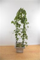 Real Ivy Topiary Indoor Tree