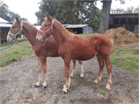 Pair of REGISTERED BELGIAN colts! Half Brothers!