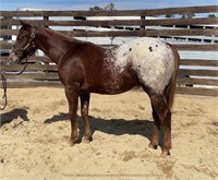 WHAT A LOOKER!! APHC Yearling Stud