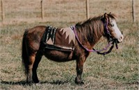 "Cisco" 8 YRO Gelding Pony!