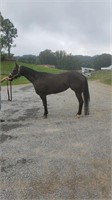 Beautiful 3 YRO Mare - Open & Youth Halter Points