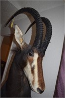 LARGE SABLE ANTELOPE TAXIDERMY