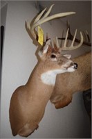 WHITE TAILED DEER TAXIDERMY FROM KENTUCKY