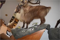 HIMALAYAN TAHR HORN TAXIDERMY FREE STANDING MOUNT