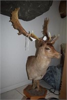 FALLOW DEER TAXIDERMY FROM NEW ZEALAND