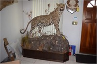 LARGE LEOPARD TAXIDERMY FROM ZIMBABWE