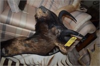 BLACK WILDEBEEST TAXIDERMY FROM SOUTH AFRICA
