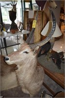 LARGE WATER BUCK TAXIDERMY FROM SOUTH AFRICA