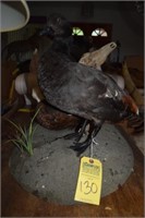 PAIR OF PARADISE DUCKS TAXIDERMY FROM NEW ZEALAND