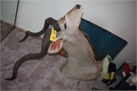 EXTRA LARGE KUDU TAXIDERMY FROM SOUTH AFRICA