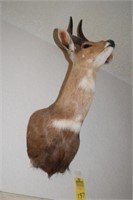 WATERBUCK TAXIDERMY FROM SOUTH AFRICA