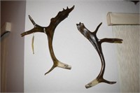 PAIR OF CARIBOU HORNS