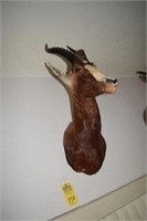 BLESBUCK TAXIDERMY FROM SOUTH AFRICA