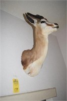SPRING BUCK TAXIDERMY FROM SOUTH AFRICA