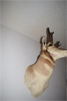 PRONG HORNED ANTELOPE TAXIDERMY FROM WYOMING