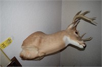 WHITE TAILED DEER TAXIDERMY FROM KENTUCKY