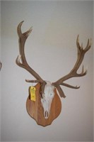 RED STAG HORNS & SKULL FROM ARGENTINA