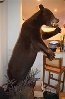 COLORED BLACK BEAR FULL BODY MOUNT FROM MANITOBA,