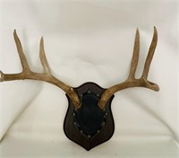 Mounted 3 Point Mule Deer Rack /24”Horn to Horn