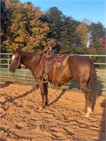 "Brandy" 12 YRO Quarter Horse mare - Gentle!