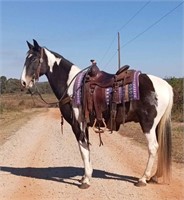 "Ace" 10 YRO Spotted Saddle Horse Gelding