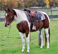 "Dolly" 6 YRO Bay & White Paint Mare!