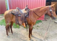 "Daisy" 2008 Red Roan Mare - Great Trail Horse!