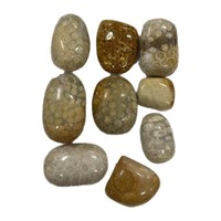 Lot Of Genuine Fossil Stone (tumbled)