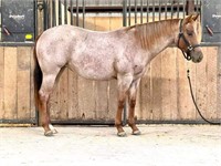 Red Roan AQHA Filly - ONE GORGEOUS FILLY!