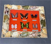 Taxidermy Butterfly Specimens Framed