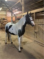 11 YRO Double Registered TWH Mare!