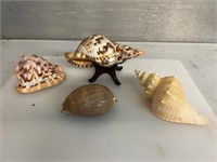 Conch shell lot