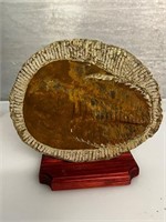 Large trilobite fossil in matrix On wood stand