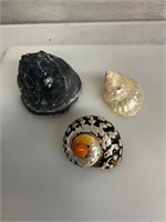 African Sarmaticus Turbo Shell & 2 other shells