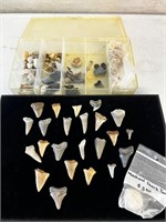 Shark teeth and more! In storage container