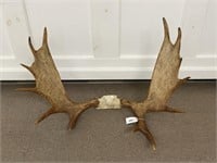 Set of Moose Horns