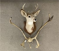Deer Head & Caribou Horns