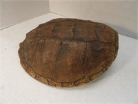 Large Turtle Shell