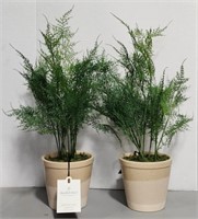 (BK) Faux Asparagus Fern Plants Hearth & Hand