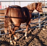 Holiday Horse Sale--December 31st