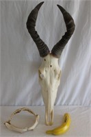 Gazelle European Mount Skull & Shark Jaw