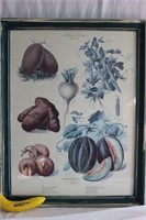 Lg. Framed French "Vegetables" Botanical Print
