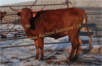 Longhorn Cow ONLINE TIMED AUCTION