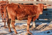Longhorn Cow ONLINE TIMED AUCTION