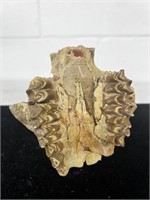 Fossil jaw ???