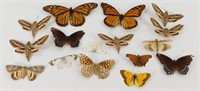 Lot of Vintage Butterflies & Moths for Framing