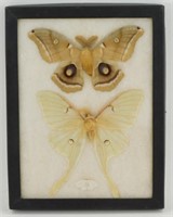 Polyphemus Moth & Luna Moth